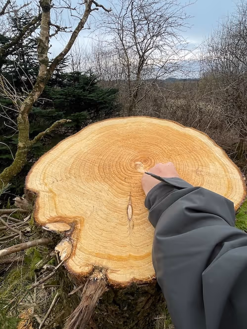 A tree stump from a felled tree fills the majority of a portrait image. The top surface yellow-orange in hue. An arm in a dark green rain coat is reaching across the surface as if to count the pattern of rings marking the tree's age. In the background there are bare winter trees as well as dark greens of conifer trees and bright greens of mossy banks surrounding the tree stump. 
