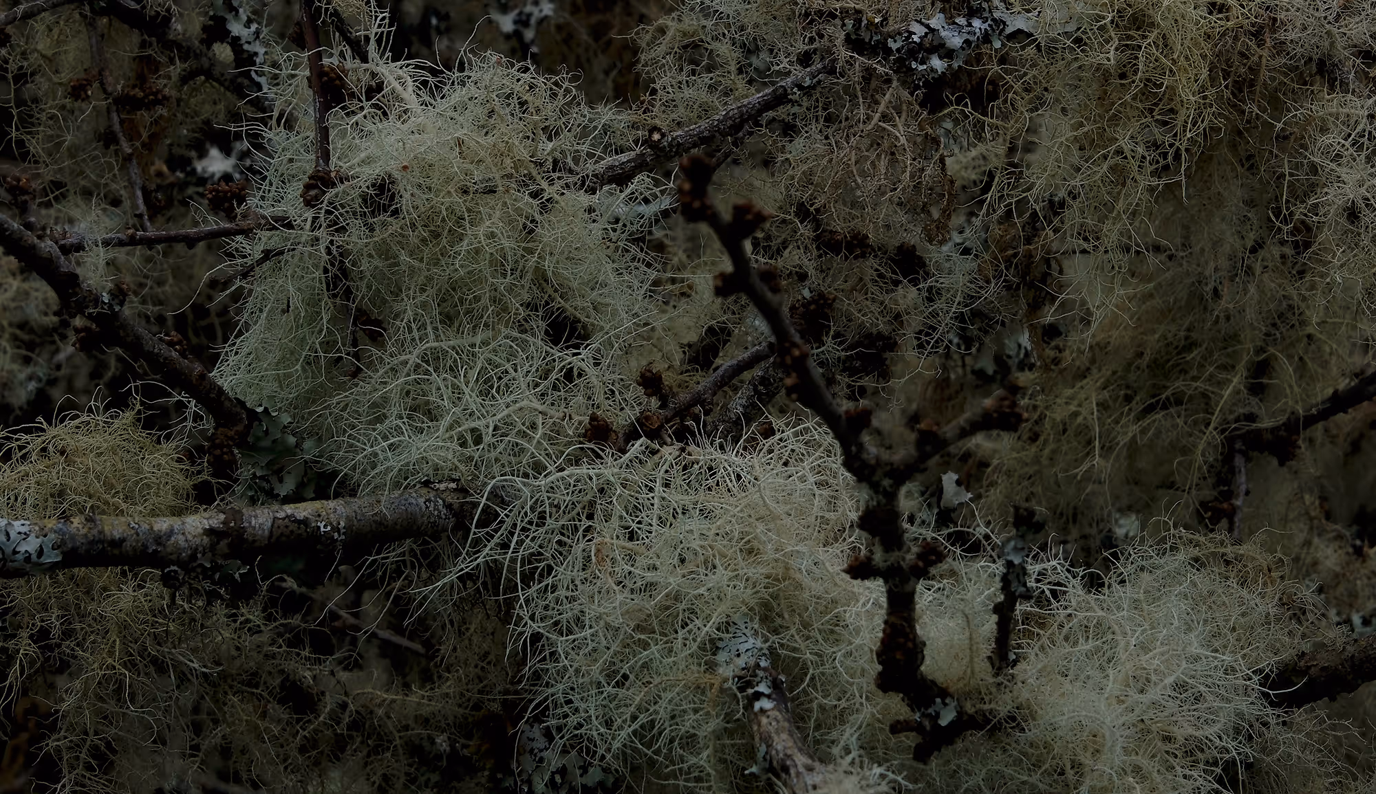A landscape image of moss-covered tree branches taken up close. Some branches coming so close to the camera they blur out of focus. Each branch is covered in layers of cracked bark and lichen in shades of yellow and green with the space between them filled by a wispy pale green moss called usnea (witch’s whiskers) that wraps around the branches and drapes away into low hanging clusters.