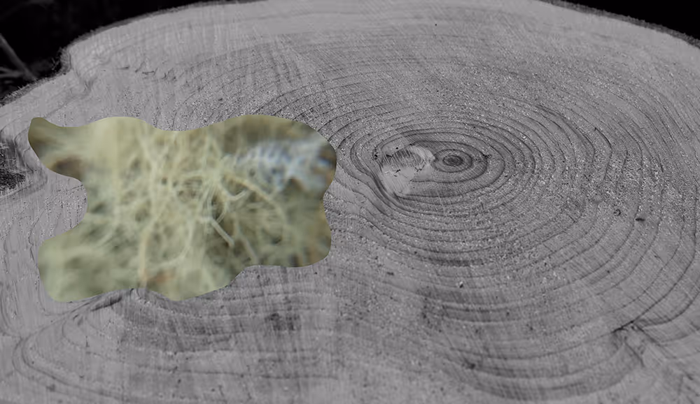 A landscape image of a cross-sectioned tree photographed close-up, showing its rings. The surface of the tree trunk is a very pale brown and the rings a darker looping brown. Overlaid on the image on the left side is a fuzzy image of usnea (witch’s whiskers) a pale green fibrous moss shown close-up.